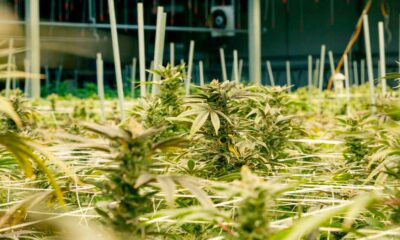De teelt van medicinale cannabis in Nebraska