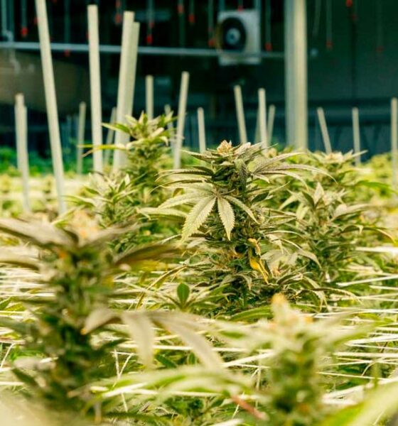 De teelt van medicinale cannabis in Nebraska