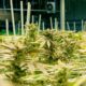 De teelt van medicinale cannabis in Nebraska