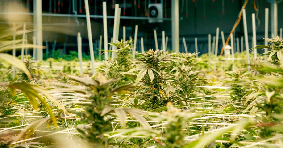 De teelt van medicinale cannabis in Nebraska