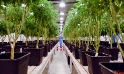 Integratie van cannabis in het Uruguayaanse gezondheidszorgstelsel
