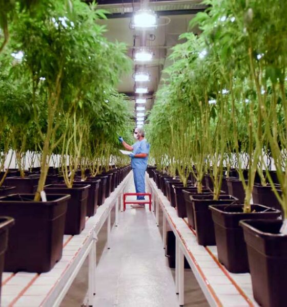 Integratie van cannabis in het Uruguayaanse gezondheidszorgstelsel