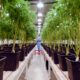 Integratie van cannabis in het Uruguayaanse gezondheidszorgstelsel