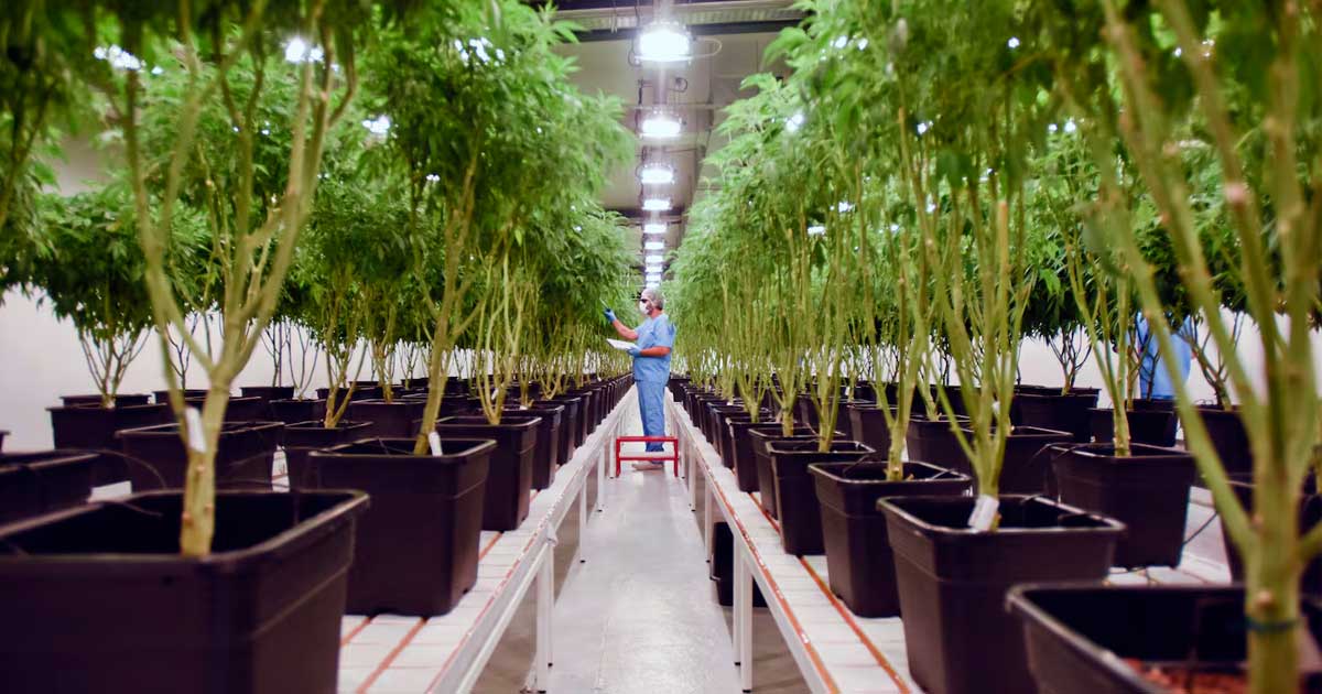 Integratie van cannabis in het Uruguayaanse gezondheidszorgstelsel
