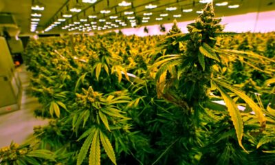Verkoop van cannabis in Virginia vanaf 2027