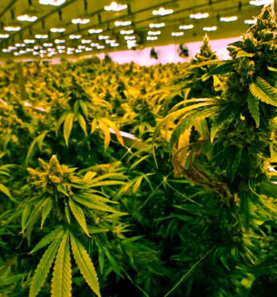 Verkoop van cannabis in Virginia vanaf 2027