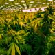 Verkoop van cannabis in Virginia vanaf 2027