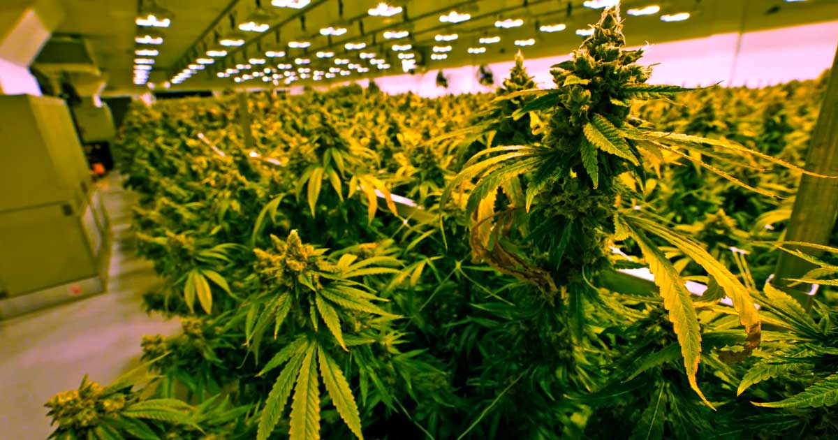 Verkoop van cannabis in Virginia vanaf 2027