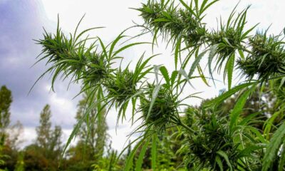 Medicinale hennep in Polynesië