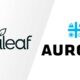 Curaleaf kondigt een openbaar overnamebod op Aurora aan