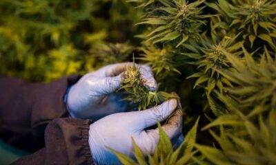 Medicinale cannabis in Rwanda