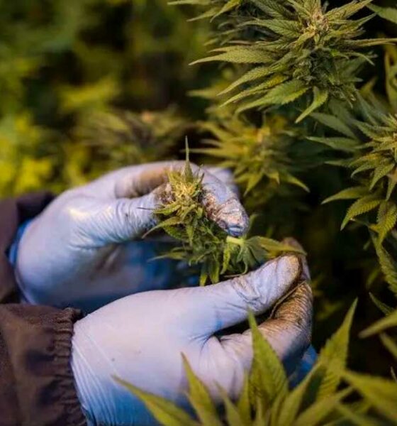 Medicinale cannabis in Rwanda