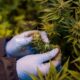 Medicinale cannabis in Rwanda
