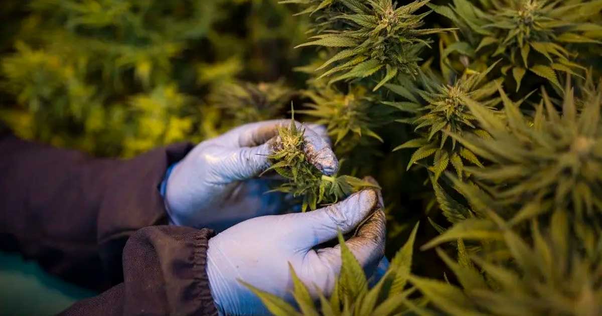 Medicinale cannabis in Rwanda