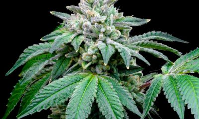 Volgens een onderzoek versterkt CBD het effect van THC