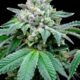 Volgens een onderzoek versterkt CBD het effect van THC