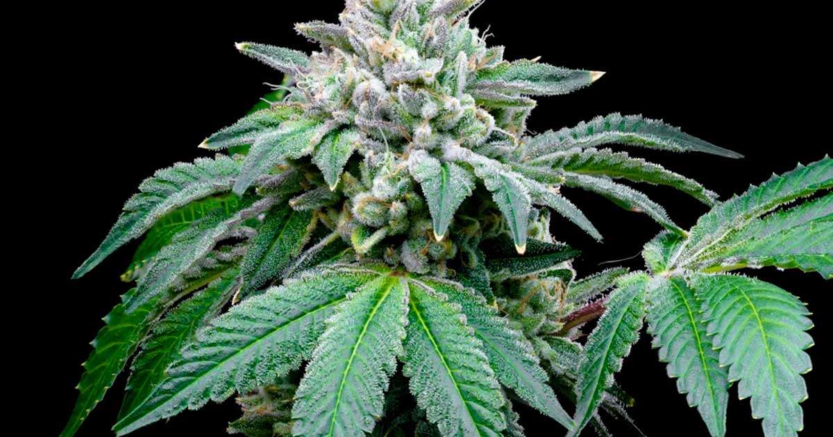 Volgens een onderzoek versterkt CBD het effect van THC