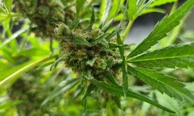 Productie van medicinale cannabis in Zuid-Korea