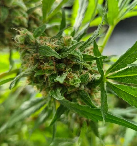 Productie van medicinale cannabis in Zuid-Korea