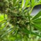 Productie van medicinale cannabis in Zuid-Korea