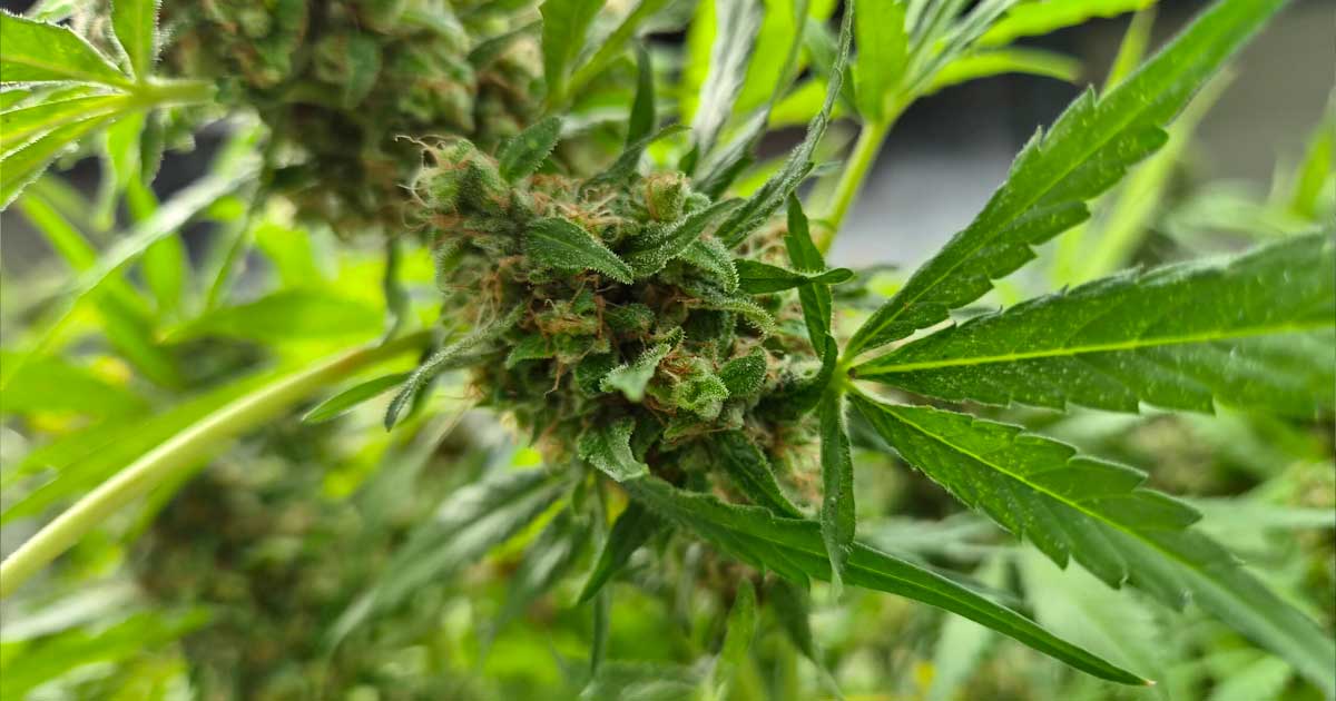 Productie van medicinale cannabis in Zuid-Korea