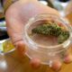 Verkoop van cannabis in apotheken in Zwitserland