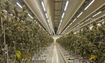 Rapport over legale cannabis in Nederland