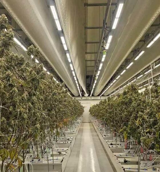 Rapport over legale cannabis in Nederland