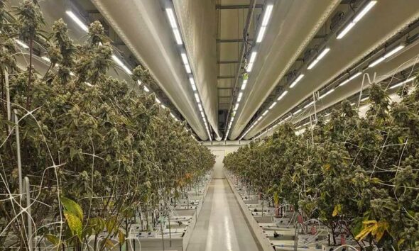 Rapport over legale cannabis in Nederland