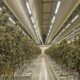 Rapport over legale cannabis in Nederland