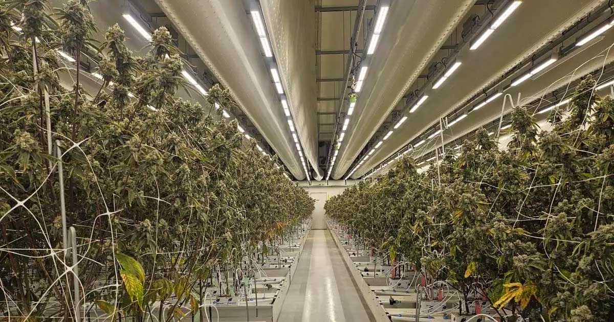 Rapport over legale cannabis in Nederland