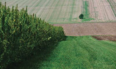 Export van industriële hennep vanuit Frankrijk
