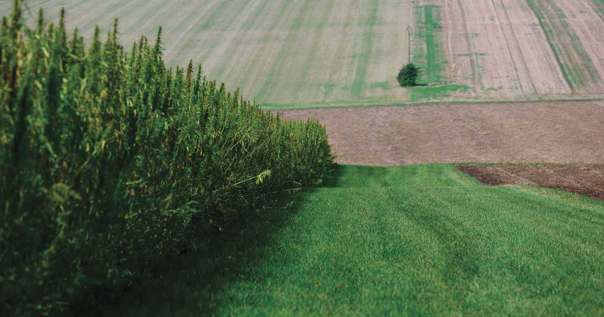 Export van industriële hennep vanuit Frankrijk