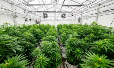 Een laboratorium voor medicinale cannabis in Costa Rica