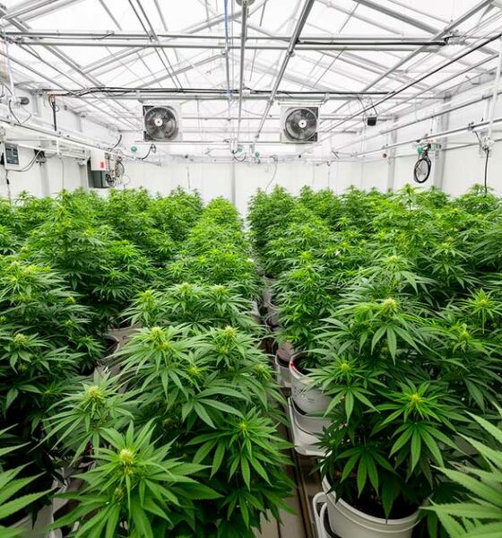 Een laboratorium voor medicinale cannabis in Costa Rica