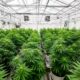Een laboratorium voor medicinale cannabis in Costa Rica
