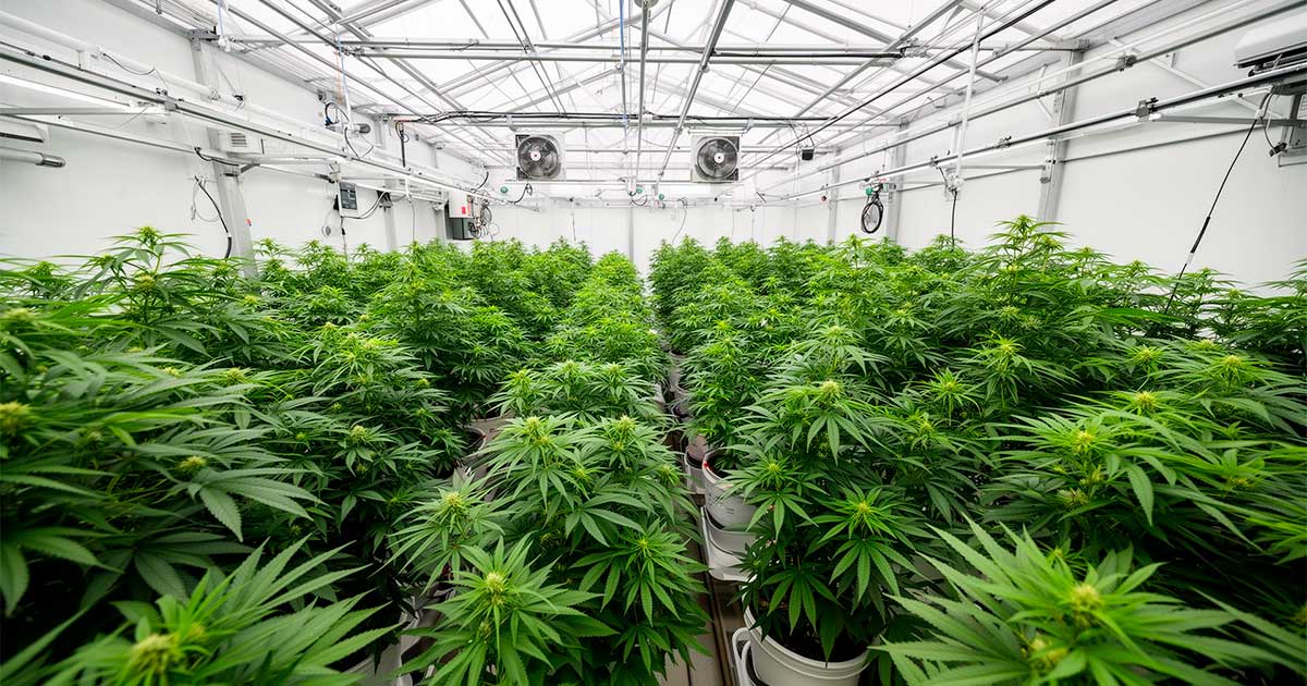 Een laboratorium voor medicinale cannabis in Costa Rica