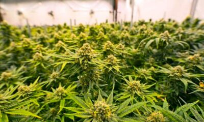 Landen die medicinale cannabis eerder hebben gelegaliseerd dan Frankrijk