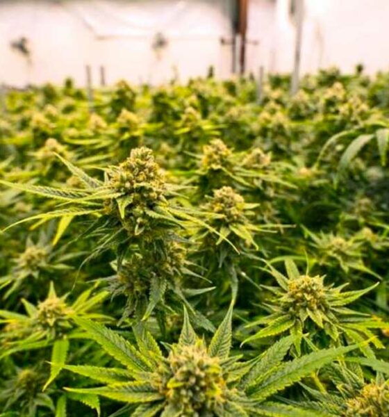 Landen die medicinale cannabis eerder hebben gelegaliseerd dan Frankrijk