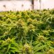 Landen die medicinale cannabis eerder hebben gelegaliseerd dan Frankrijk