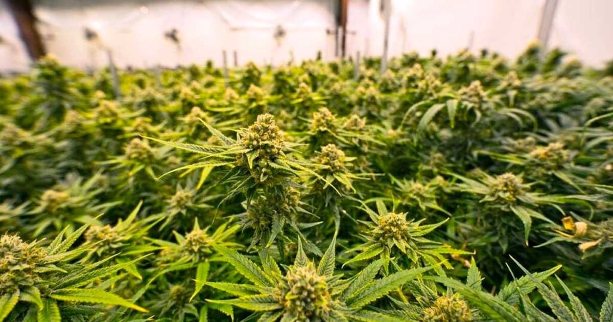 Landen die medicinale cannabis eerder hebben gelegaliseerd dan Frankrijk