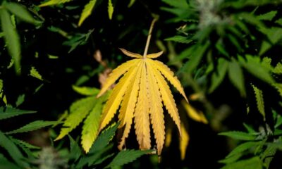 LFI-programma over cannabis