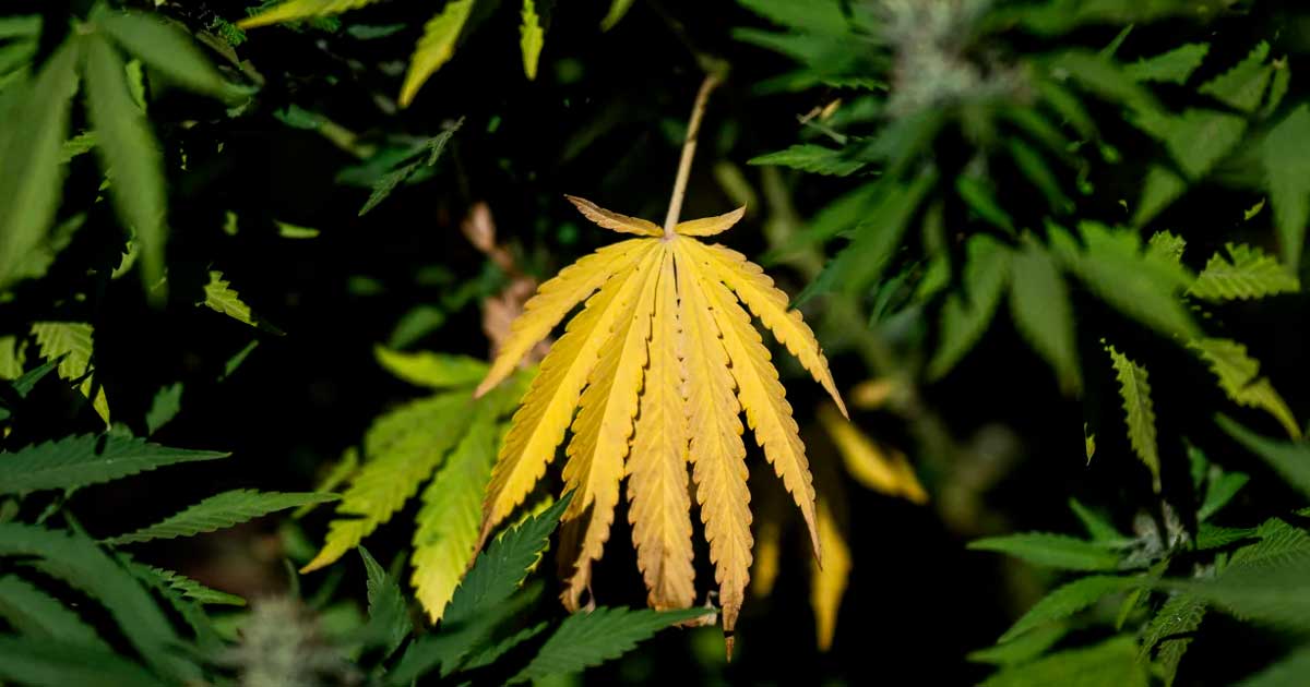 LFI-programma over cannabis