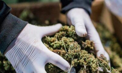 Regels inzake medicinale cannabis in Albanië