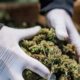 Regels inzake medicinale cannabis in Albanië