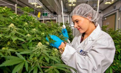 Vijfde grootste commerciële cannabisteelt in Canada