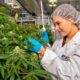 Vijfde grootste commerciële cannabisteelt in Canada