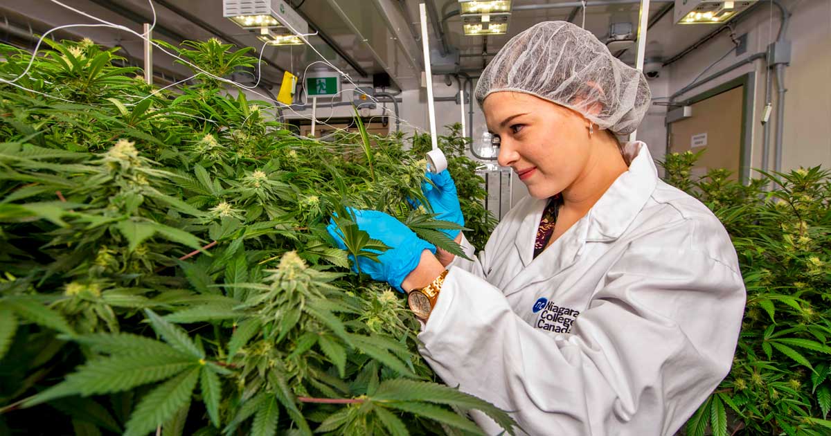 Vijfde grootste commerciële cannabisteelt in Canada