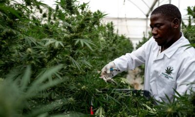 Medicinale cannabis in Oeganda