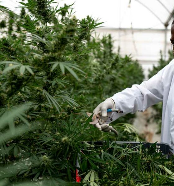 Medicinale cannabis in Oeganda
